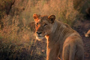 3 Days Serengeti & Ngorongoro Fly-in Safari